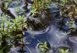 123-Limnodynastes tasmaniensis